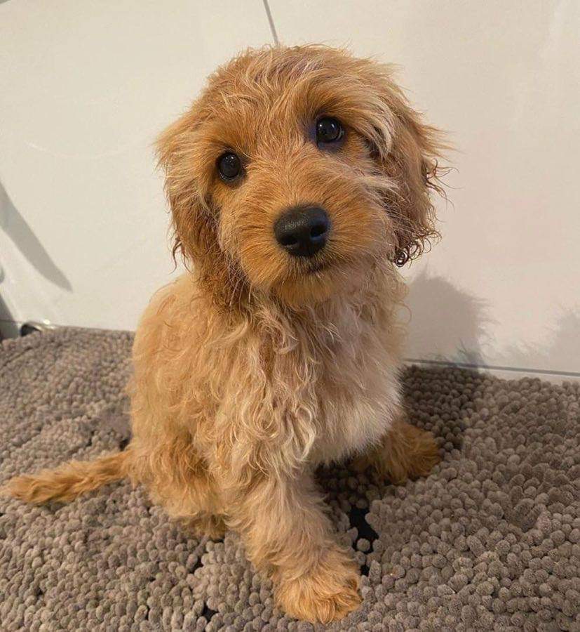 Adorable Cockapoo Puppies 2020 Reports & Reviews - ScamPulse.com