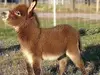 Miniature Donkeys for sale and adoption FB scam