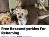 VERY Elaborate Scam to adopt a yorkie….